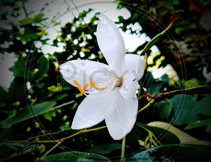 Beautiful white velvet flower hanging on a tree