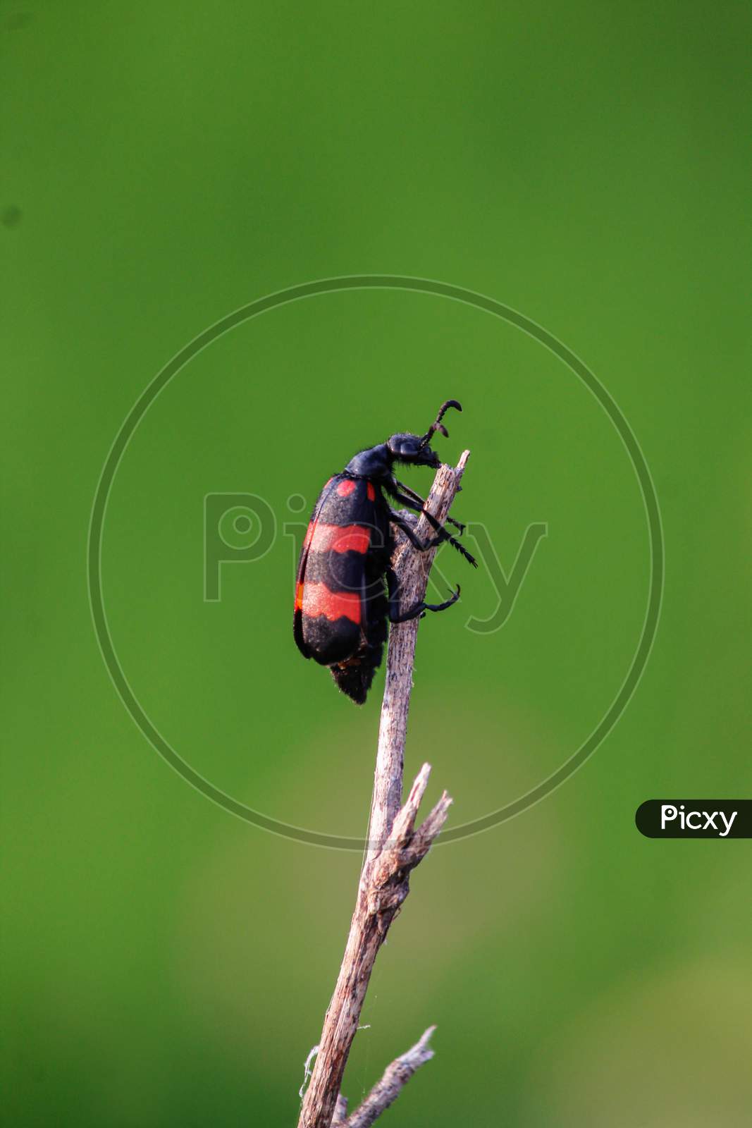 Macro shots of Blister beetle (Mylabris pustulata).