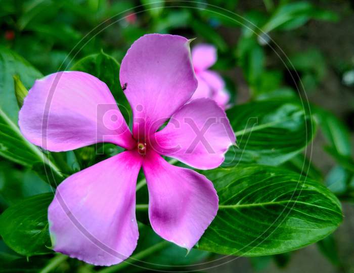 Beautiful periwinkle flower with green leaf