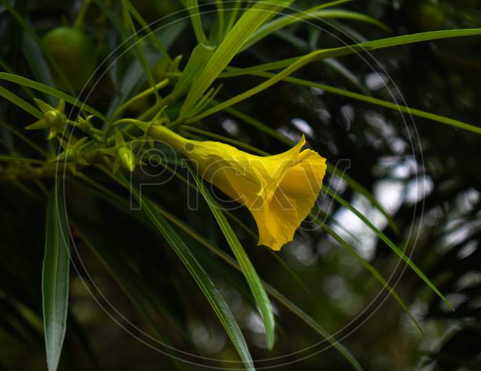 Cascabela Thevetia Or Yellow Oleander Flower In Focus With Green Leaves Surrounding