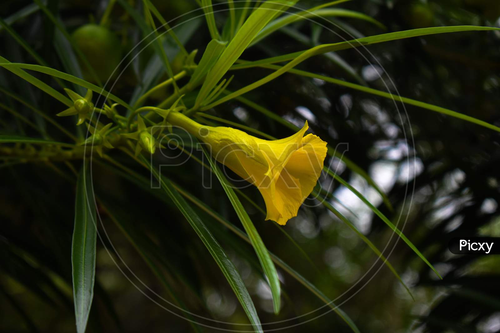 Cascabela Thevetia Or Yellow Oleander Flower In Focus With Green Leaves Surrounding