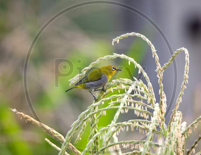 Yellow Sunbird