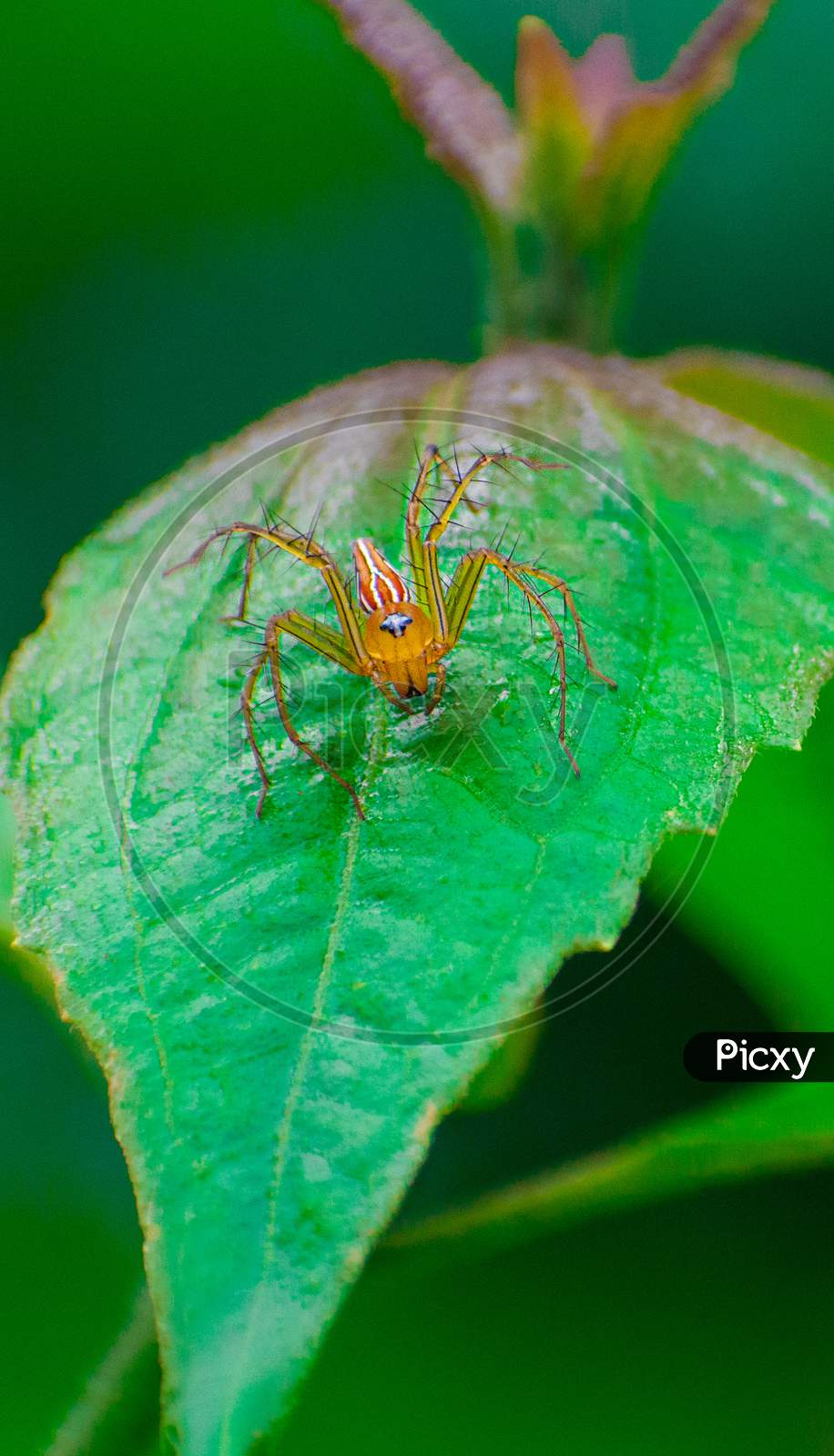 Leaf on spider