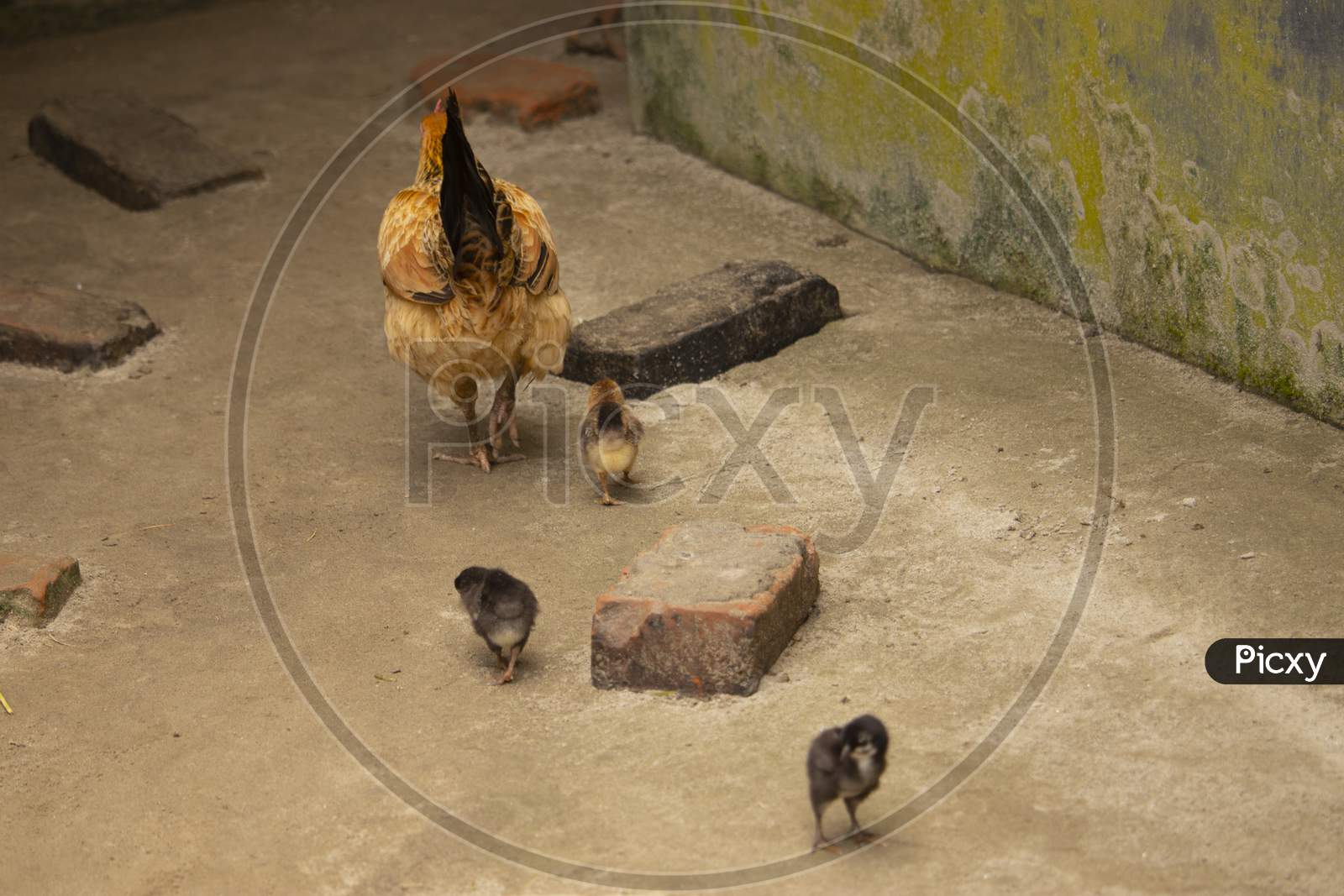 Speckled Hen With Baby Chicken. Chicken With Chicks Home Firm In Village. Hen Finding Food With Chicks In Outdoor. Brown,White And Black Mixed Color Hen.Grey Fluffy Mother Hen With Offspring Chickens.