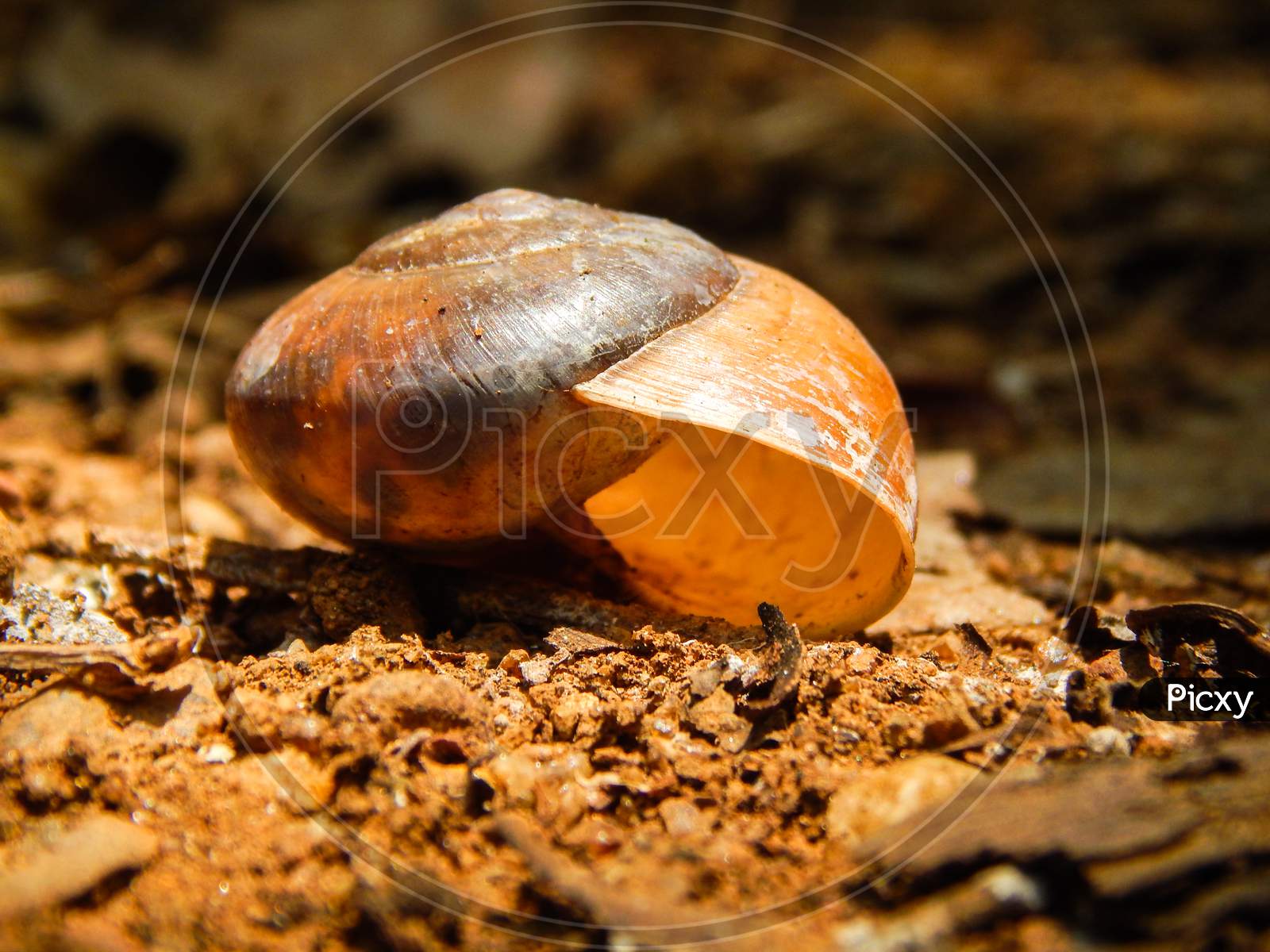 A empty snail shell in red soil