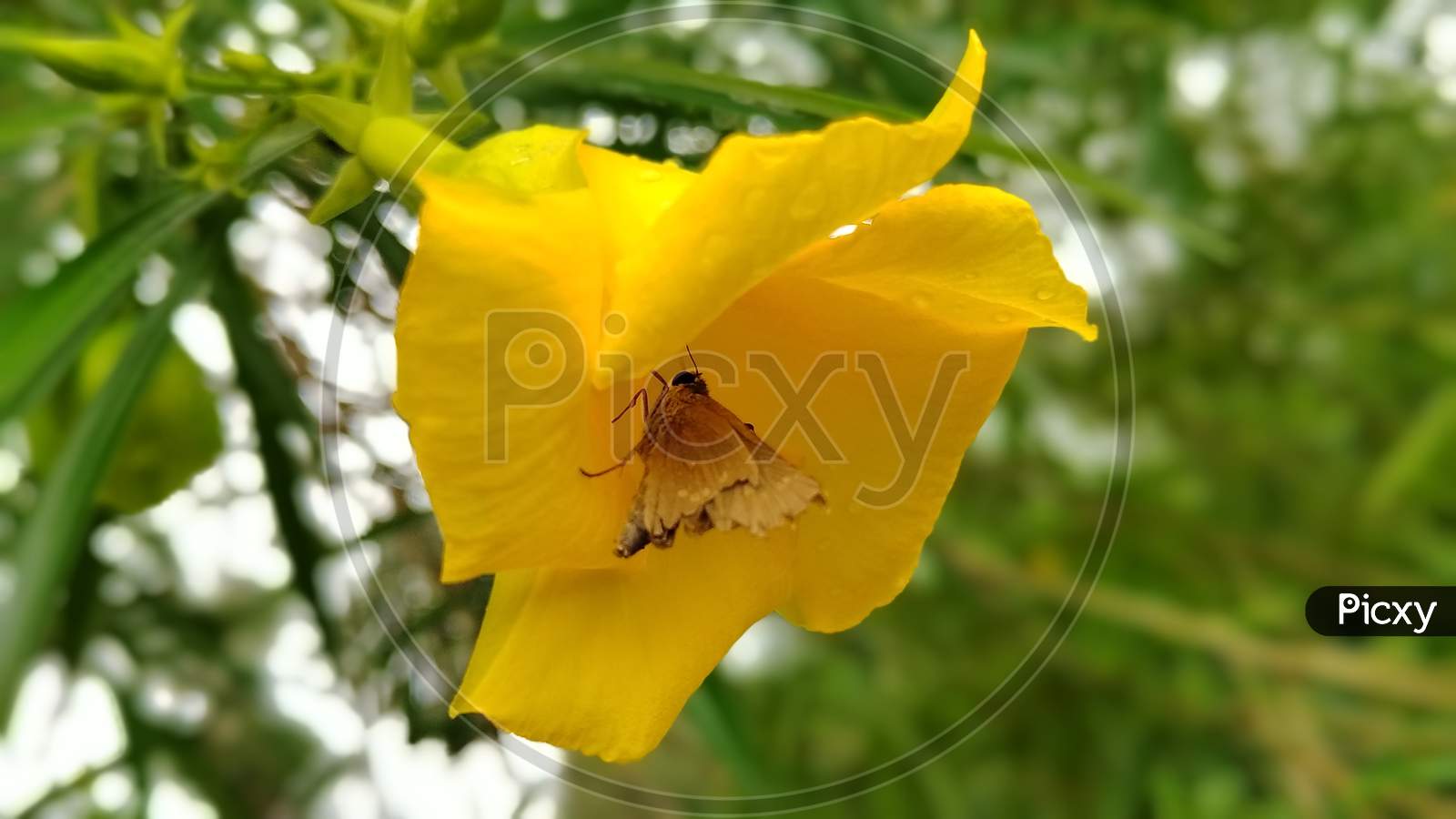 Yellow flower with beautiful butterfly.