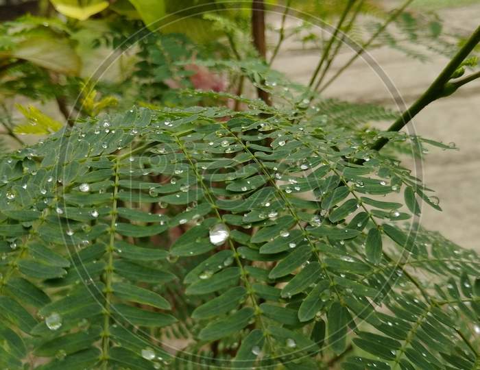 Water drops on Acacia plant leaf