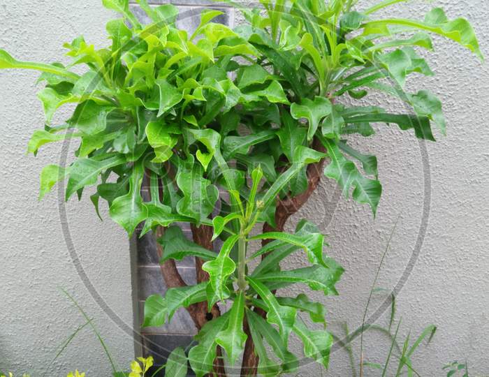 Decorative plant.