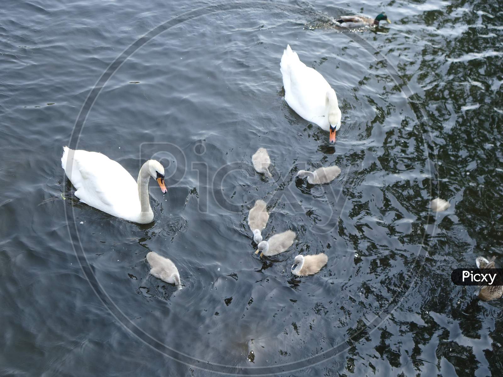 Swan Family Including Little Swans Walking On Water.