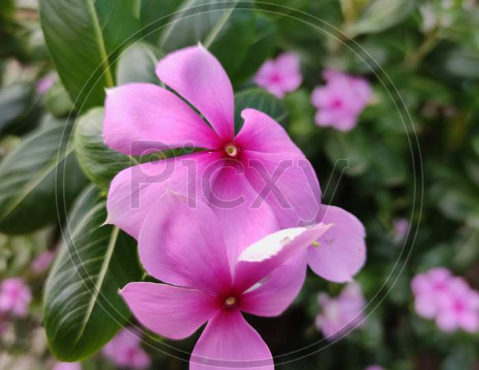 Beautiful Flower, Natural