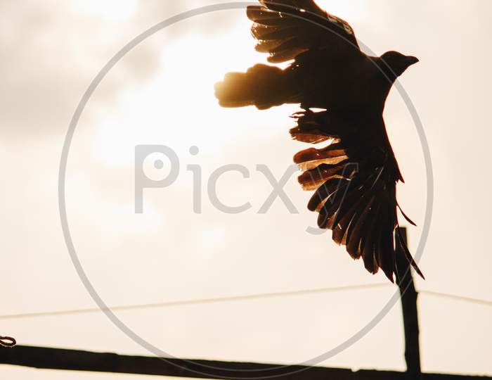 Silhouette Of A Bird Taking Off