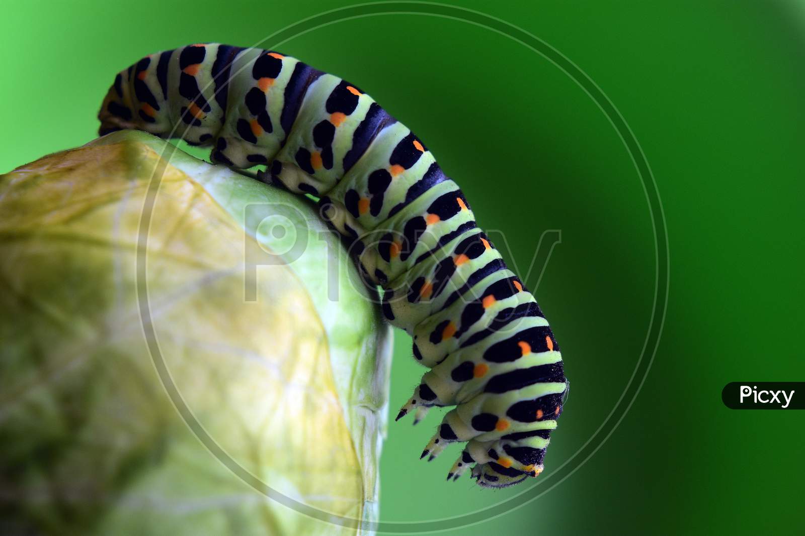 catterpillar