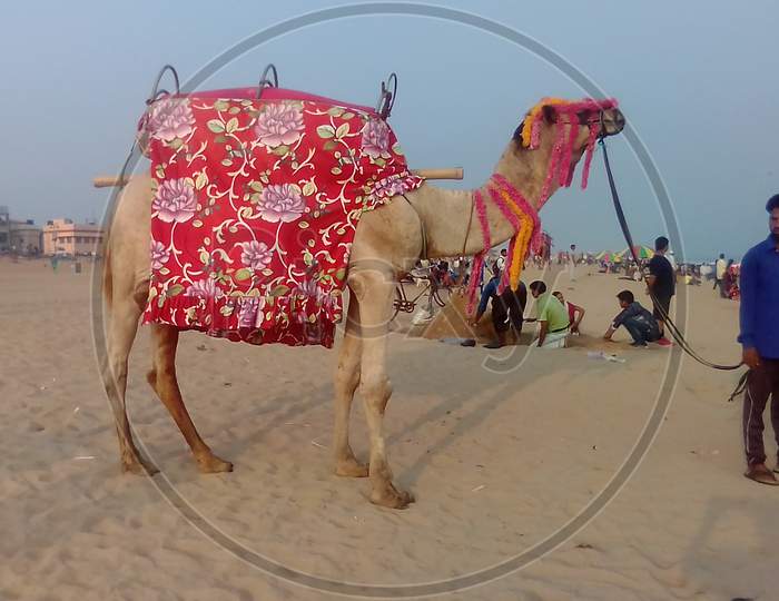 Camel of puri