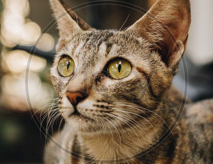 Close Up Portrait Of A Tabby Cat