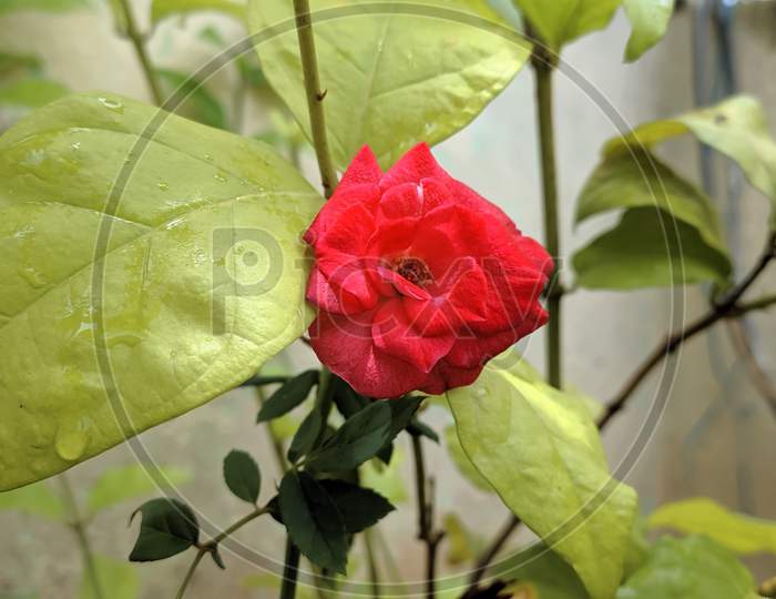 Rose is center of three leaves.