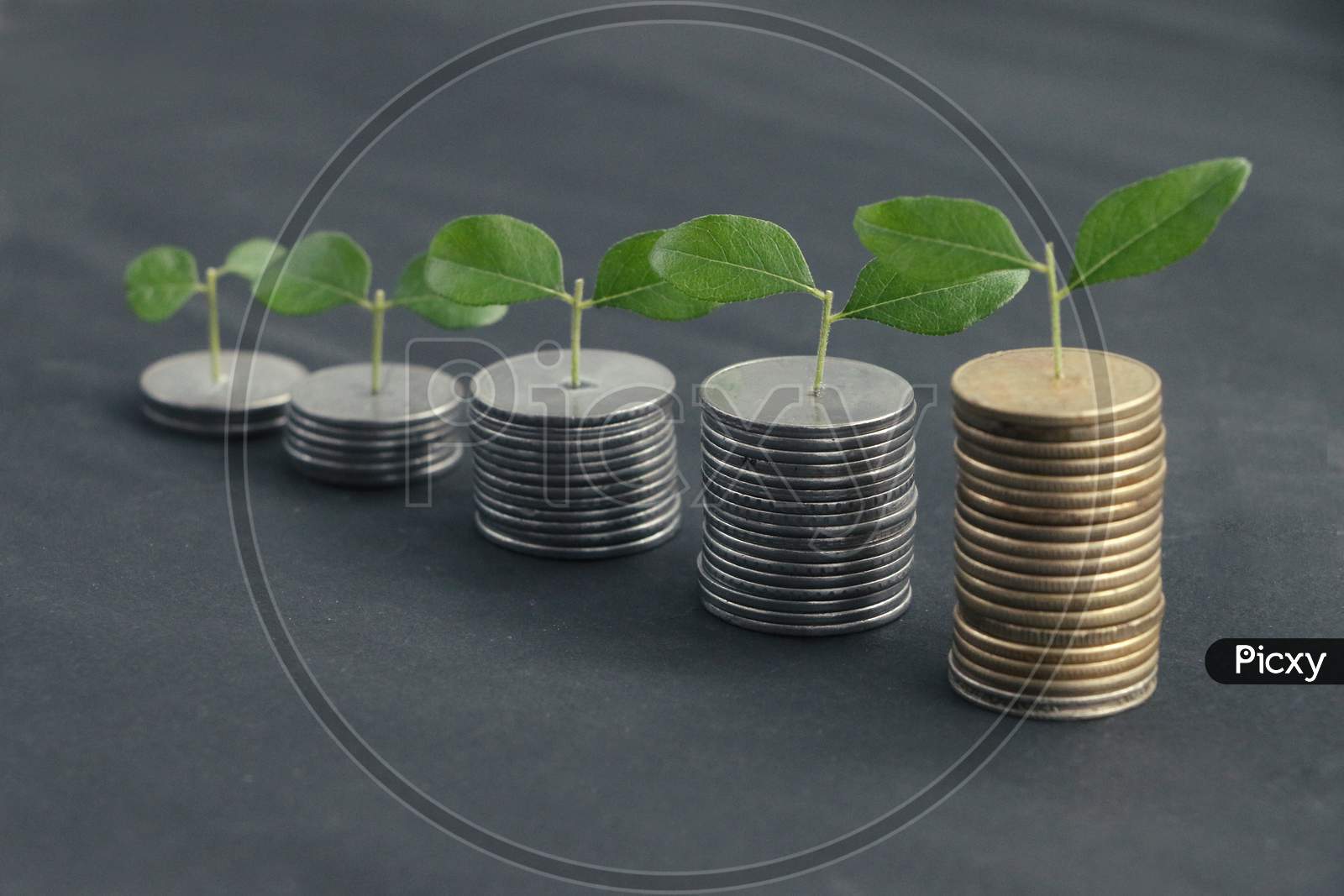 Growing Plant On Stack Money With Black Background. Business Finance Concept