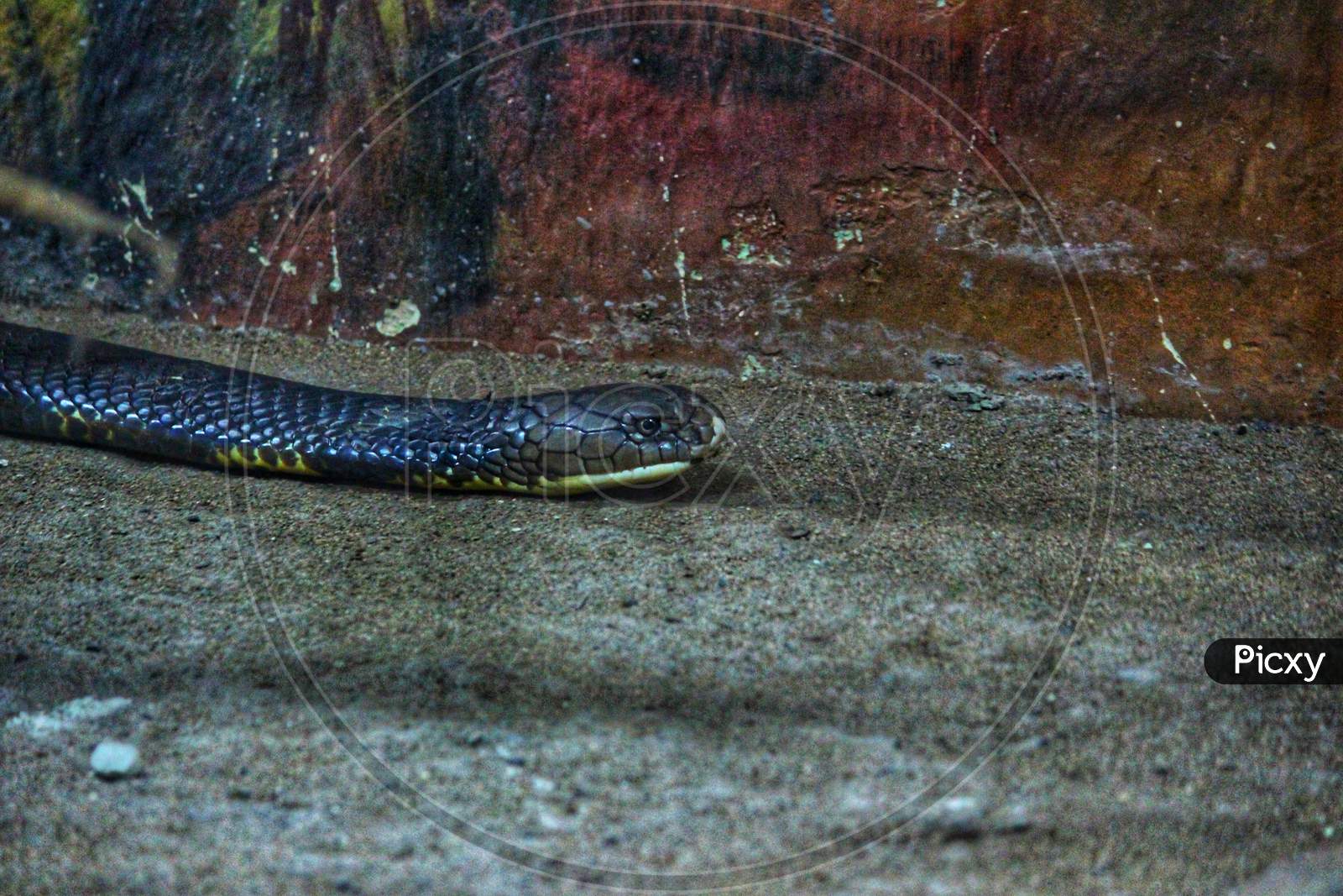 Closeup Of Cobra Snake Moving Around