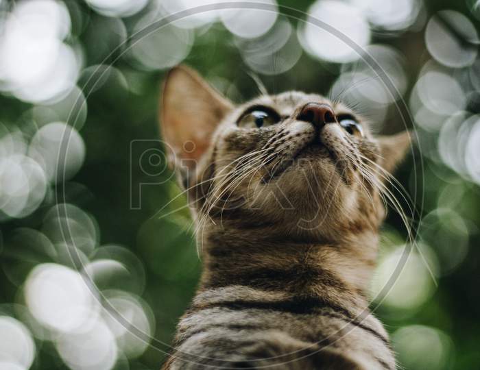 Low Angle Close Up Portrait Of A Tabby Cat Under Trees