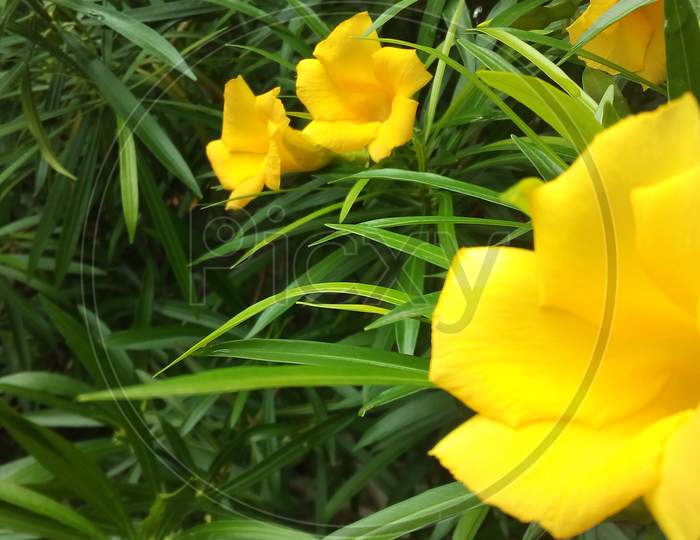 Daylily Yellow Flower