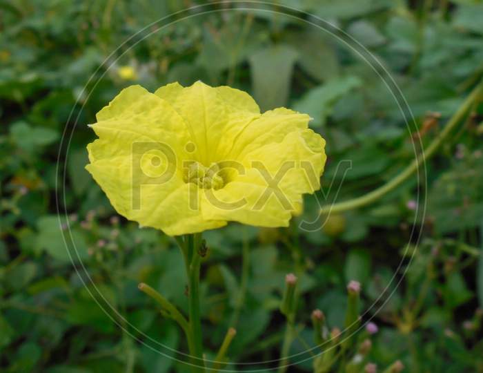 Flower which shows happiness in farmers face.