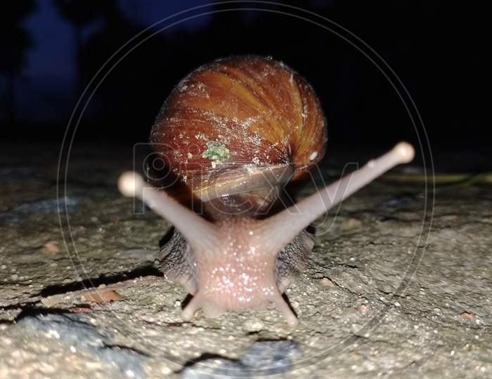 A horror Giant African Snail