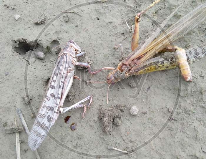 Grasshopper . Locust