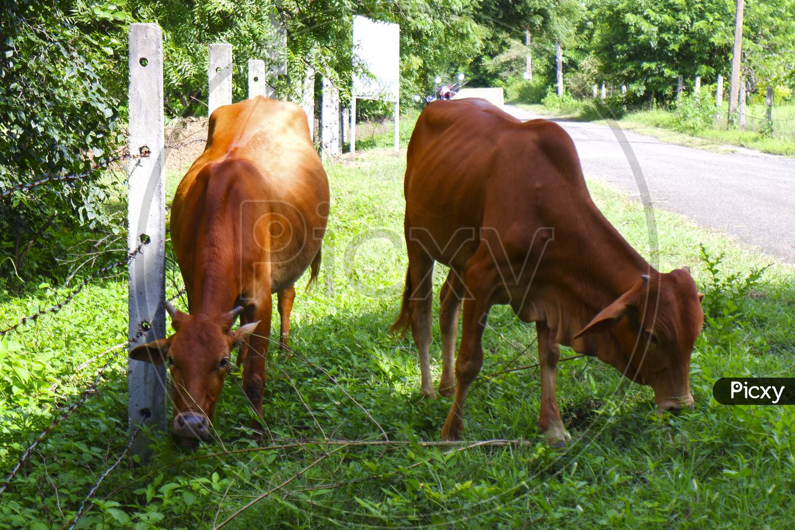 Indian Two Red Cows Eating Green Grass In Road Side
