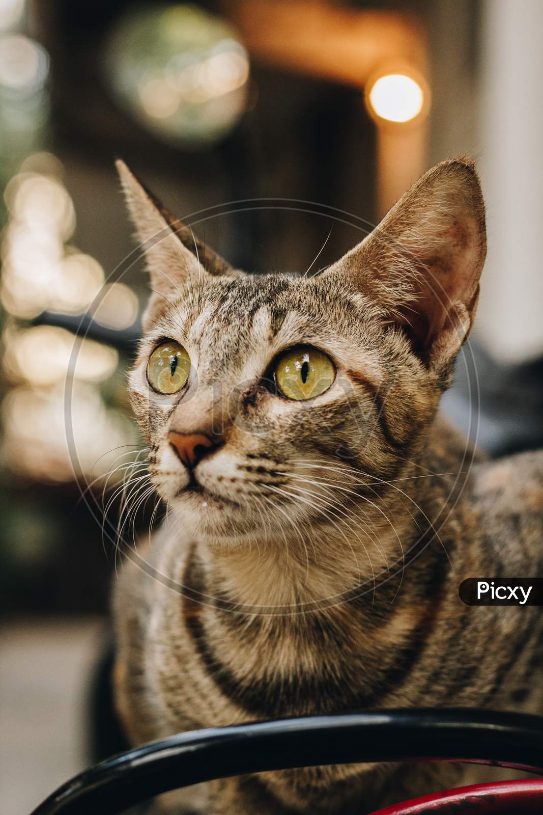 Close Up Portrait Of A Tabby Cat