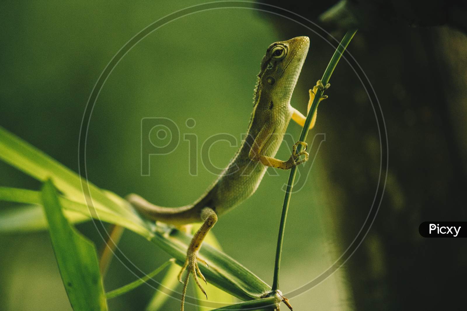 Garden Lizard Holding And Standing On A The Stem Of A Plant