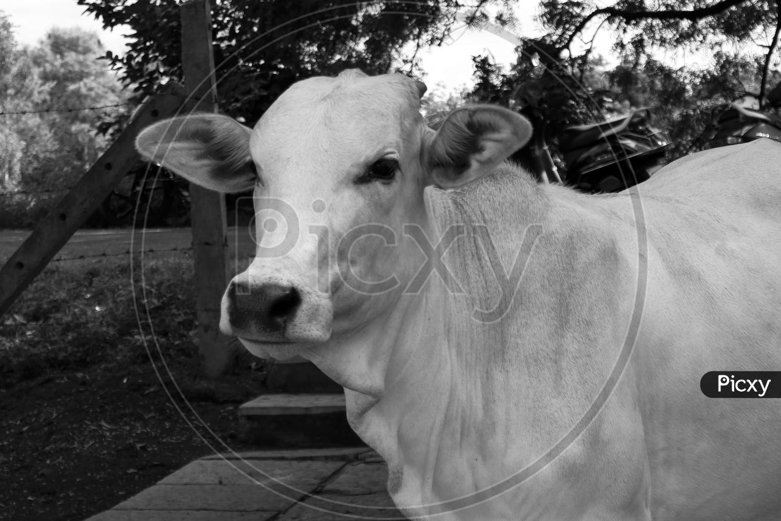 Closeup Shot Of Indian White Cow Portrait In Monochrome