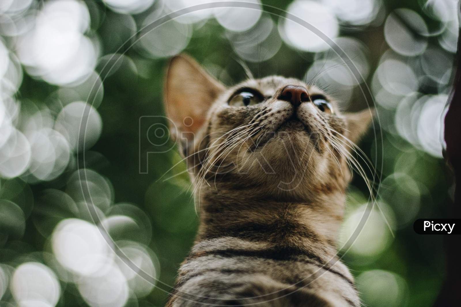 Low Angle Close Up Portrait Of A Tabby Cat Under Trees