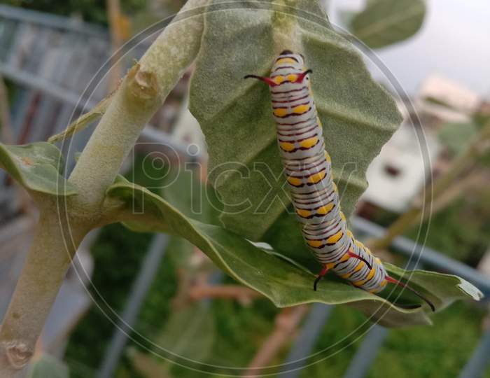 Colourful caterpillar