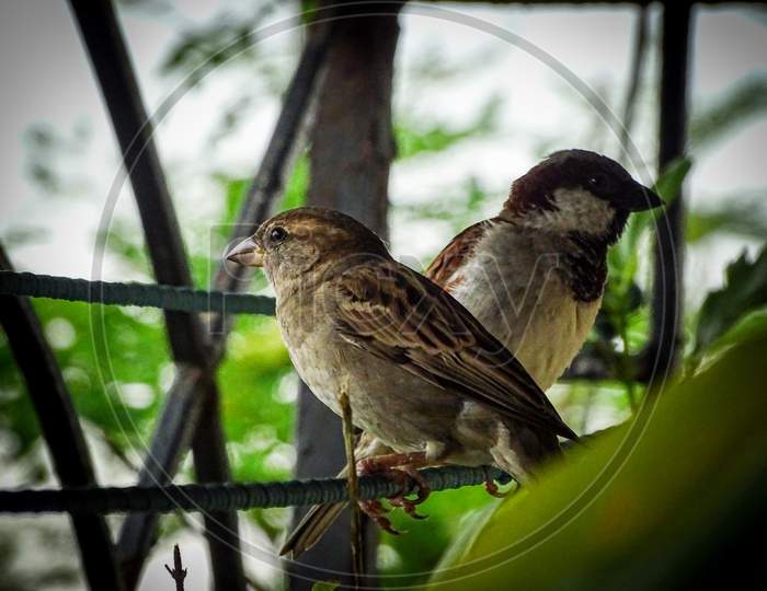 Sparrows