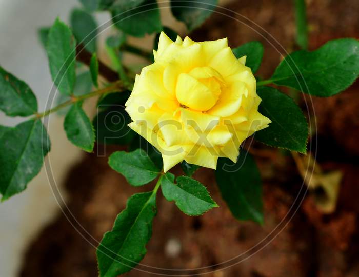 A Single Yellow Rose Bloomed After A Rainy Afternoon.