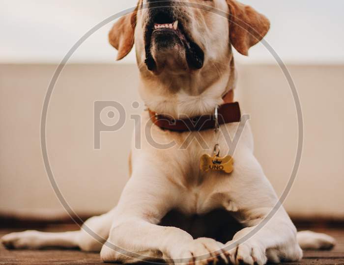 Isolated Labrador Retriever Dog Lying On The Floor And Looking Up