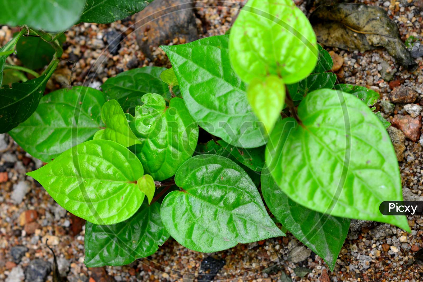 Growing Betel Leaf After A Rainy Day