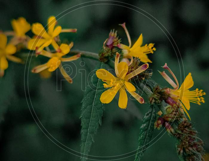 Yellow Flowers,Microshot