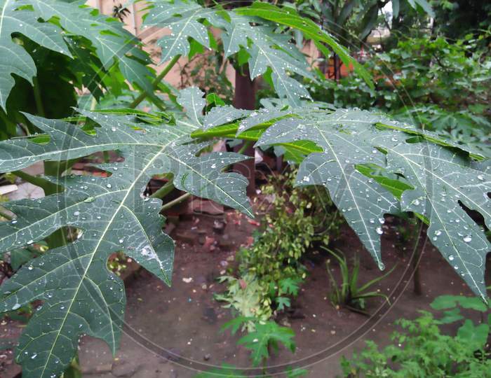 Rain drop on papaya leaf.