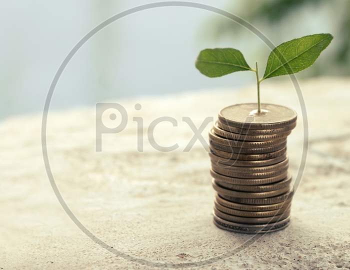 Money Coin Stack Growing Graph With Sunlight, Plant On Coins, Gold Coin, White Background, Investment Concept.Business Finance And Save Money Concept