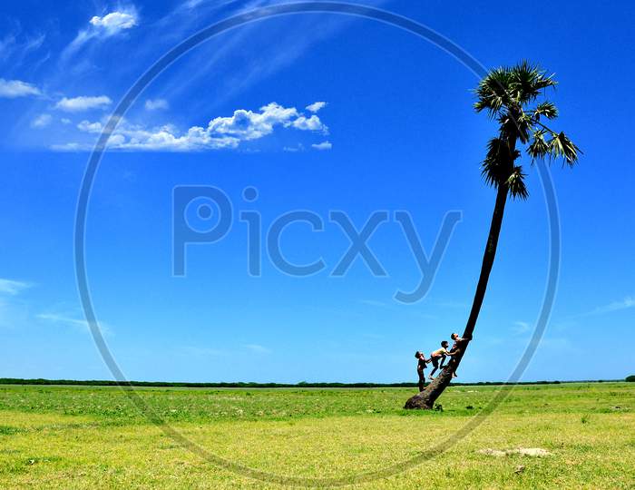 Three children climbing on a palm tree in a vibrant background area