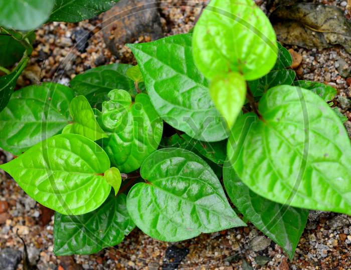 Growing Betel Leaf After A Rainy Day