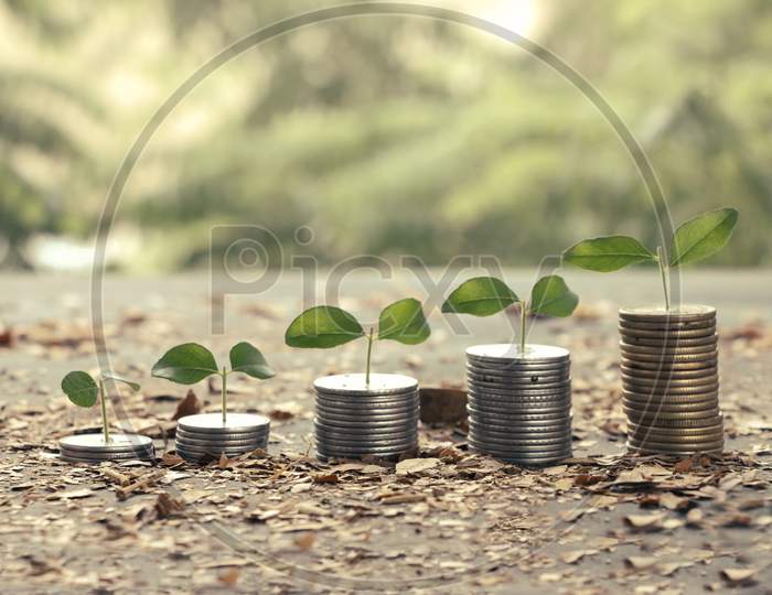 Growing Plant On Stack Money With Natural Background. Business Finance Concept