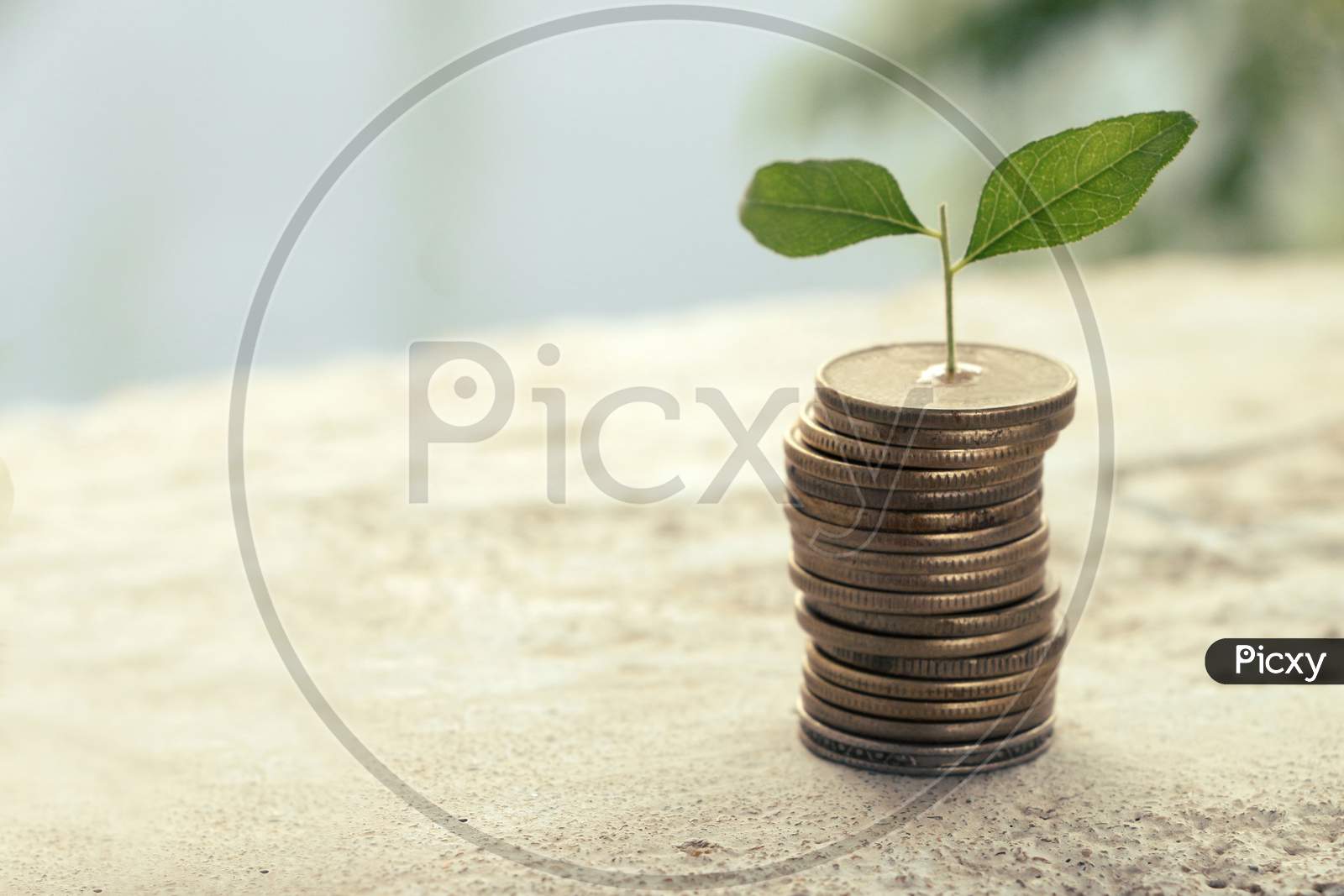 Money Coin Stack Growing Graph With Sunlight, Plant On Coins, Gold Coin, White Background, Investment Concept.Business Finance And Save Money Concept