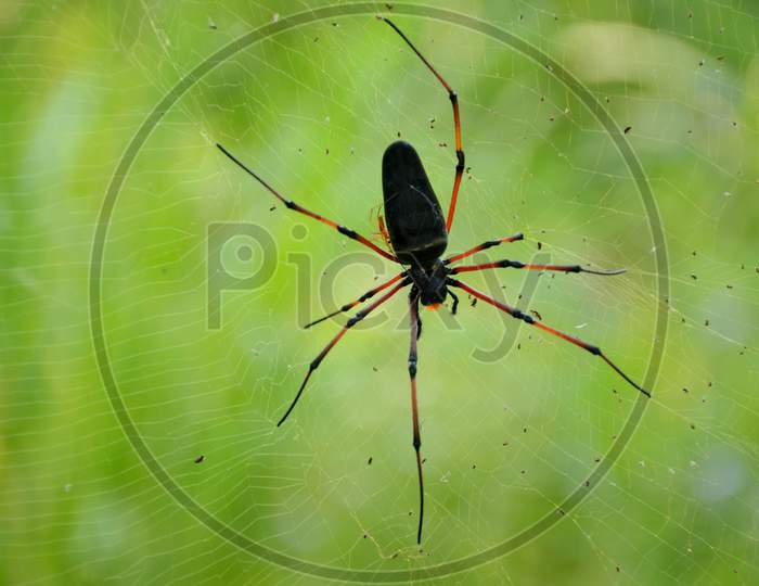 The Black Orange Spider Insect With Web In The Garden.