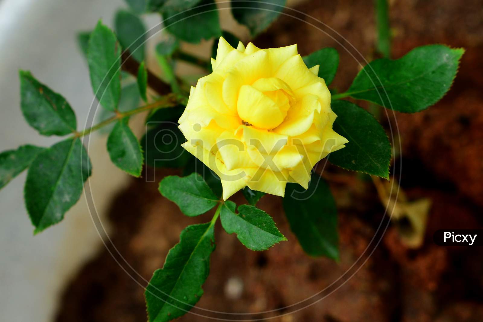 A Single Yellow Rose Bloomed After A Rainy Afternoon.