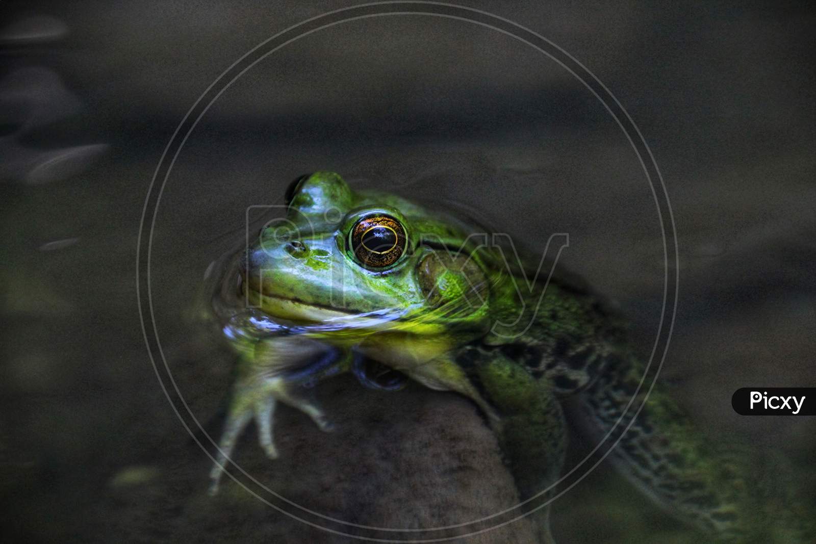 Frog image captured under water