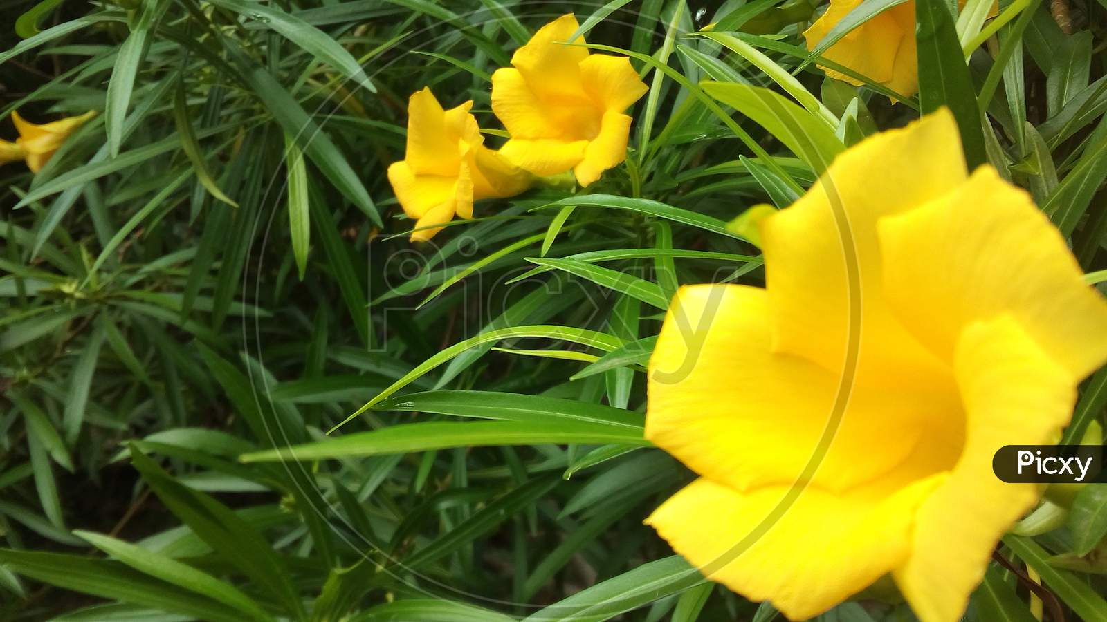 Daylily Yellow Flower