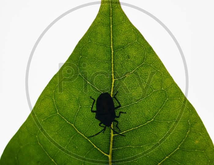 Silhouette Of A Bug On A Green Leaf