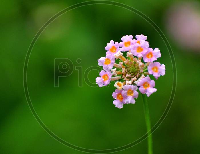 Lantana Flowers (Lippa alba) -  bushy matgrass