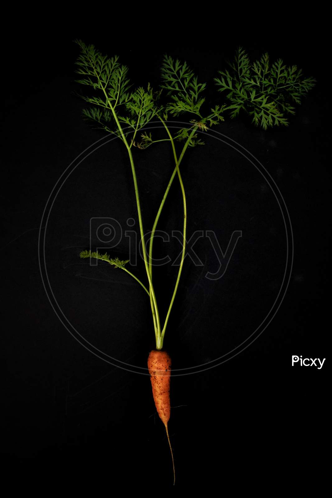 This is a carrot image closeup with black background
